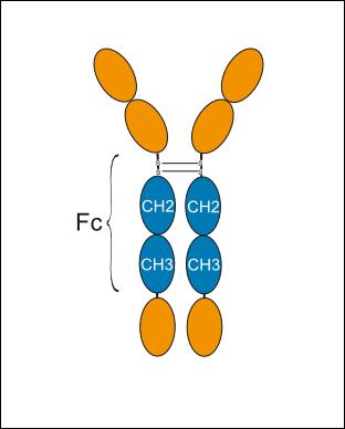 Experimental Validation Results for Efdelikofusp alfa